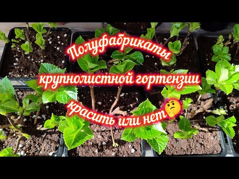 Видео: Полуфабрикаты крупнолистной гортензии. Красить или нет🤔, отвечаю на вопросы⁉️