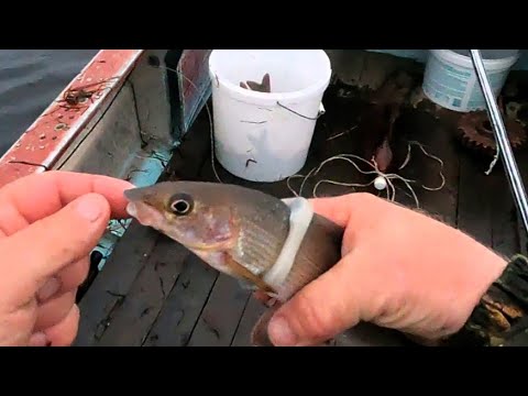 Видео: РЫБАЧИМ В ЛЮБУЮ ПОГОДУ \ ХАРИУС С КОЛЬЦОМ \ ВОТ ЭТО МНЕ УЖЕ НРАВИТСЯ \ 15 ИЮНЯ 2024