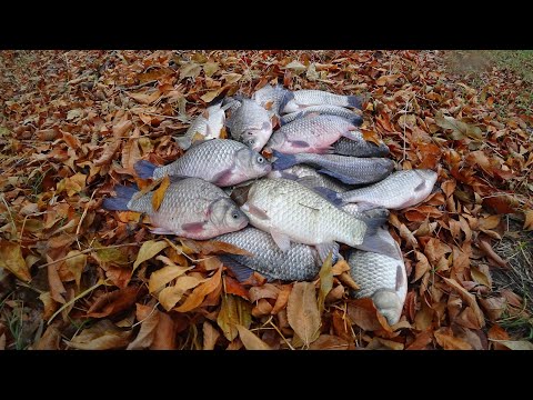 Видео: ЛЕСКА ТРЕЩИТ ОТ ТАКИХ КАРАСЕЙ на ЗАКИДУШКУ ОСЕНЬЮ. Бешеный клёв крупного карася. Караси лапти.