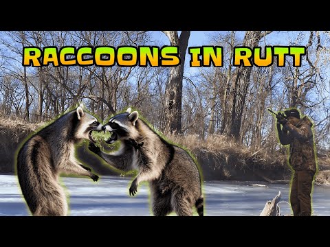 Видео: НАКОНЕЦ-ТО... ГОНКА У ЕНОТОВ НАЧАЛАСЬ!!! #наулице #сезонохоты #охота #наулице #mcsquallers 🦝🦝🦝