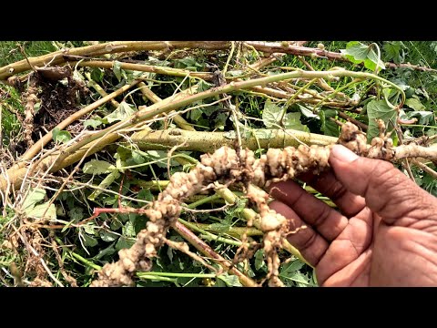 Видео: ВОЗДЕЙСТВИЕ ГАЛЛОВЫХ НЕМАТОД НА РАСТЕНИЯ