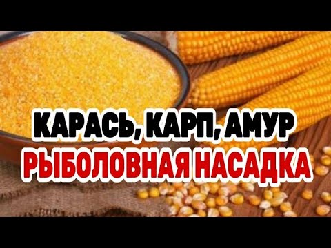 Видео: ТЕСТО ДЛЯ РЫБАЛКИ НА КАРАСЯ. КУКУРУЗНОЕ ТЕСТО НА КАРАСЯ, КАРПА, БЕЛОГО АМУРА
