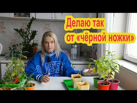 Видео: Как не допустить "черной ножки" на рассаде