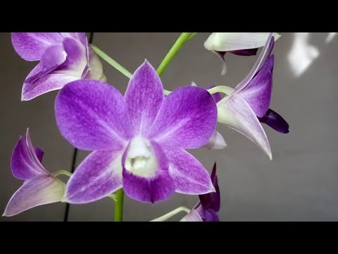 Видео: Орхидея  дендробиум фаленопсис Blue Happiness , уход, содержание и шикарная фиалочка.