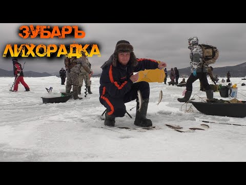 Видео: На рыбалку за Зубарём! Лихорадка!