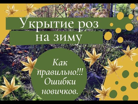 Видео: Укрытие роз на зиму.  Как правильно! Ошибки новичков.