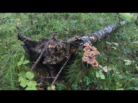 Видео: Осенний лес. Поход за грибами.Красноярск август 2019г,