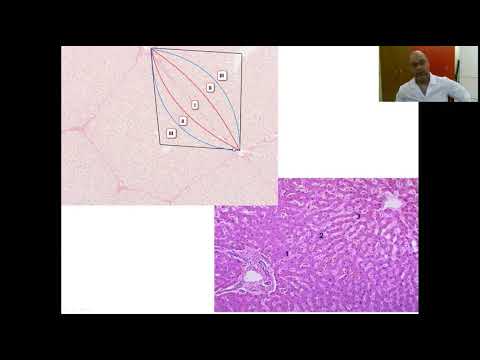 Видео: Патология печени