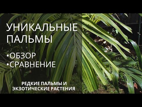 Видео: Вариегатные пальмы, в чем их уникальность?