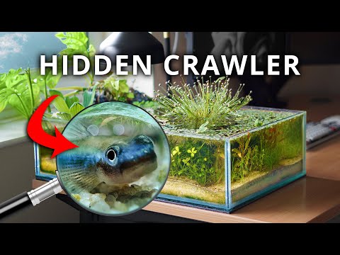 Видео: Мелководная экосистема на моем столе (150-дневная эволюция)