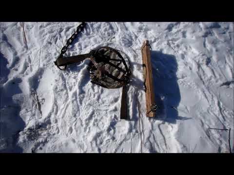 Видео: Проверка капканов. Лиса.