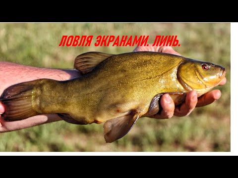 Видео: Рыбалка на хитрой речке. Экраны, кивок.