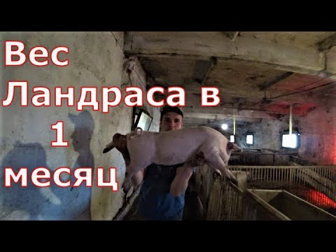 Видео: Взвешивание поросят / Сравнение пород