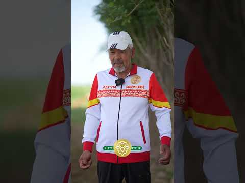 Видео: «Алтын койлор»