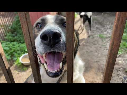 Видео: Хозяин, найдись! Песня про собак из приюта