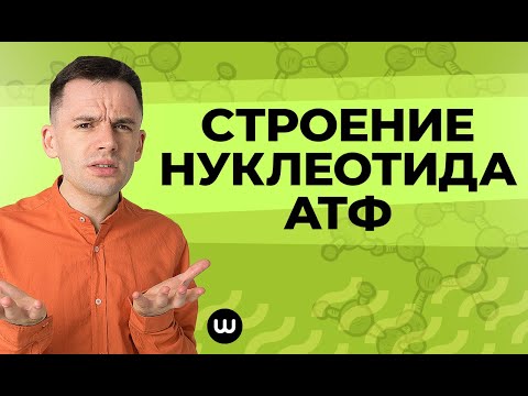 Видео: Строение нуклеотида АТФ | ЕГЭ Биология | Даниил Дарвин