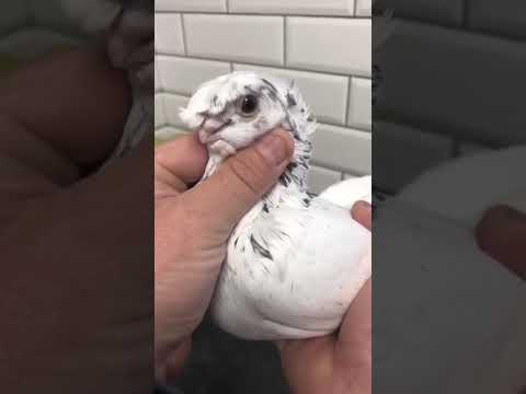 Видео: Узбекские голуби Pigeons الحمام Tauben  merpati کبوتر 鴿子 ハトkaʙūtar güvercinler porumbei 28/10/25