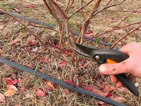 Видео: обрезка трёх летних кустов  голубики высокорослой осенью