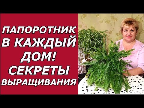 Видео: Папоротник комнатный. Выращивание и уход !