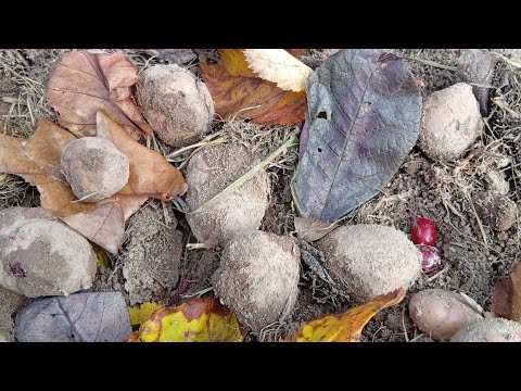 Видео: А картошку с чесноком посажу на посошок. Тверская область. 7 октября.