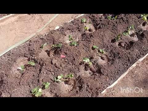 Видео: Клубника 🍓 из кассет, высаживаю 150 кустов, сентябрь. 