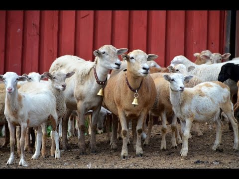 Видео: Племенная работа по созданию Катумской породы овец. Молодняк баранов. Фермерское хозяйство "Катумы"