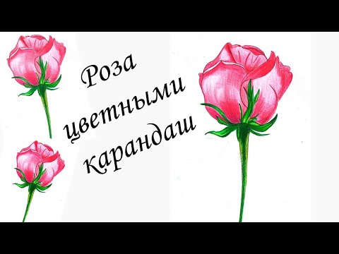 Видео: Как нарисовать розу цветными карандашами. Рисуем цветок легко. Рисуем розу с детьми.