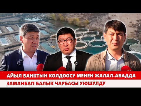 Видео: Айыл банктын колдоосу менен Жалал-Абадда заманбап балык чарбасы уюшулду