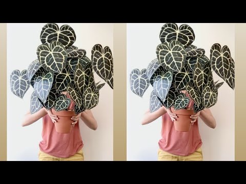 Видео: Как сделать Антуриум Кларинервиум из полиэтиленового пакета | Цветочные ремесла