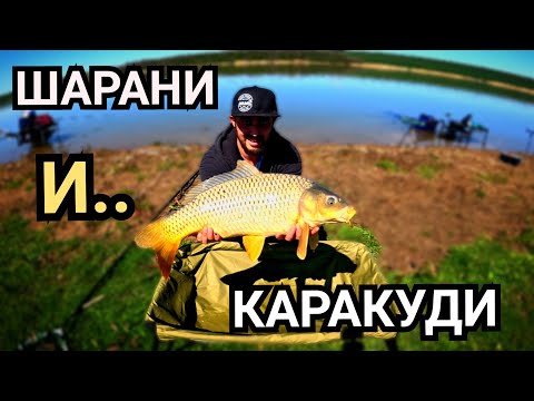 Видео: КАРАКУДИ и ШАРАНИ на МЕТОД! КАК да си НАГЛАСИМ ДИСТАНЦИЯ и да си ЗАБЪРКАМЕ ХРАНА