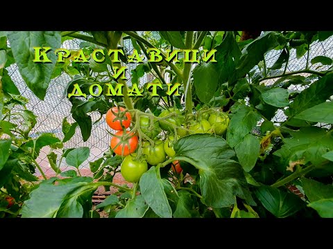 Видео: Живот на село: Есента в нашата зеленчукова градина