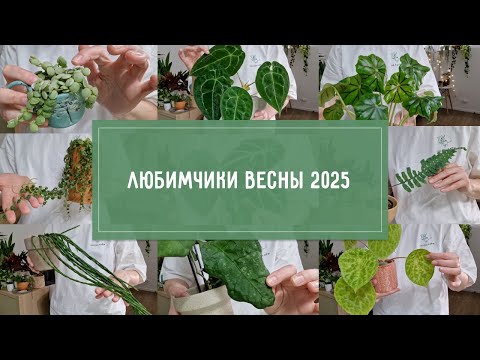 Видео: ЛЮБИМЫЕ РАСТЕНИЯ весны 2025