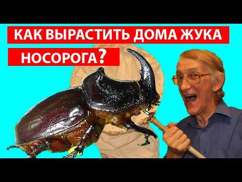 Видео: Как Вырастить Жука Носорога? Как Вывелся Огромный Жук Носорог Осенью?