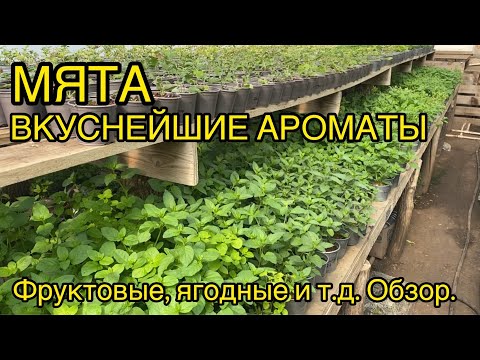 Видео: Мята сортовая - особенности выращивания. Обзор сортов.