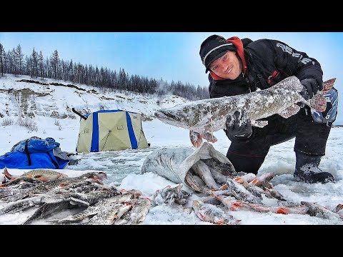 Видео: ЭТИ ЩУКИ НЕ ДАЮТ ПОКОЯ! УЖЕ ТОННУ ПОЙМАЛИ! ПЛОТВА С НОГУ, ЖЕРЛИЦЫ, КАРАСЬ, ХОМУС!