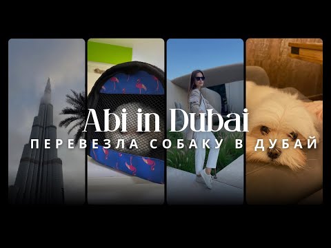 Видео: ПЕРЕВОЗКА ЖИВОТНЫХ В ОАЭ В САЛОНЕ САМОЛЕТА