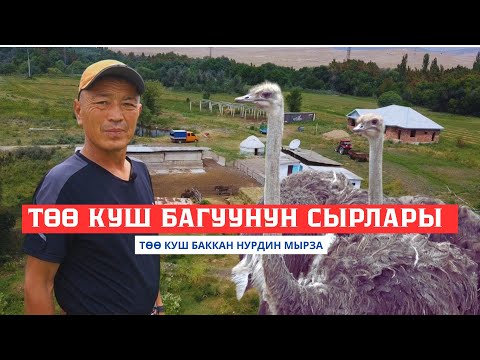Видео: \\ТӨӨ КУШ \\ Баккан Нурдин мырза  4-КАНАЛ \\Талас\\