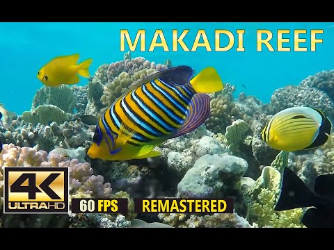 Видео: Makadi Reef | Подводный мир Макади, Египет. Underwater World of Makadi, Egipt 2015 (part 1) | 4K 60