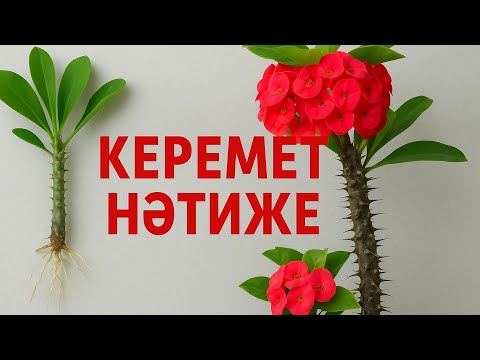 Видео: МОЛОЧАЙ ТАМЫРЫ НӘТИЖЕ КҮТІМІ ПЕРЕСАДКА