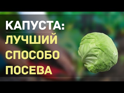 Видео: ТЕПЕРЬ КАПУСТУ НА ПРОДАЖУ Я СЕЮ ТОЛЬКО ТАКИМ СПОСОБОМ