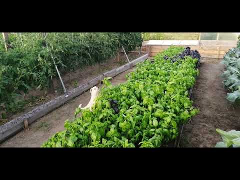 Видео: Огород, где все растёт! Все как у всех))))