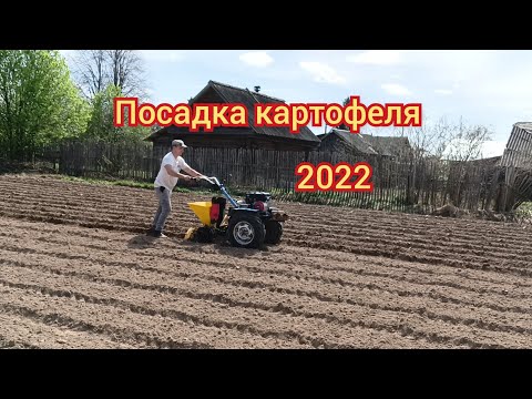 Видео: Посадка картофеля мотоблоком Нева МБ-2 с картофелесажалкой 2022г.