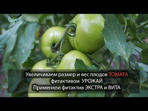 Видео: Увеличиваем размер и вес плодов ТОМАТА фитактивом УРОЖАЙ. Применяли фитактив ЭКСТРА и ВИТА