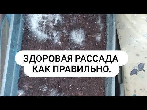 Видео: Как вырастить здоровую рассаду НЕ НУЖНО этого делать