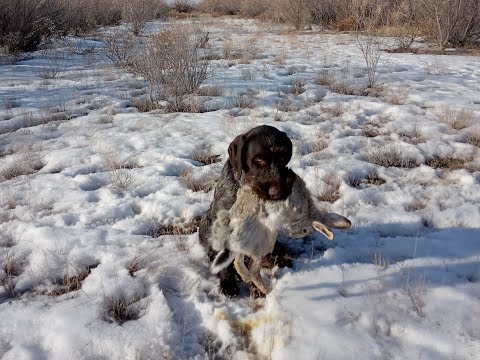 Видео: Охота на зайца  с дратхаарами 27 .01. 2024 г.