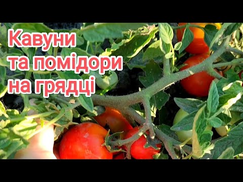 Видео: Кавуни та помідори на грядці на 7 липня.