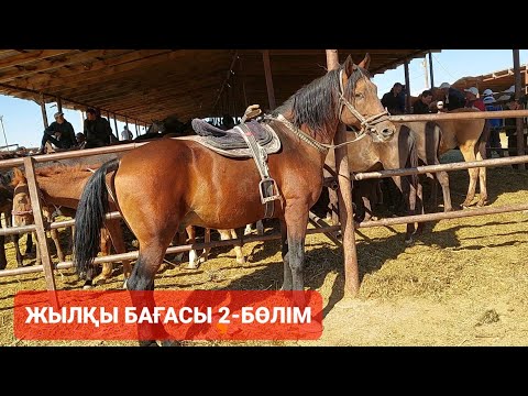 Видео: Шымкент Жылқы бағалары 2-БӨЛІМ