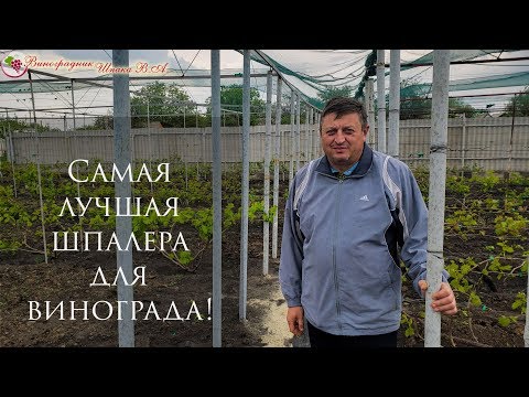 Видео: Самая лучшая шпалера для винограда!!!