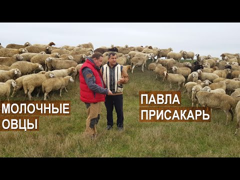 Видео: Молочные овцы Павла Присакарь. Рассказ о хозяйстве. Республика Молдова