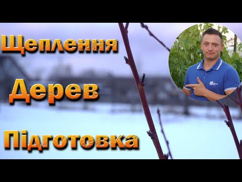 Видео: Прививка часть 1. Подготовка черенков і подвоев для весенней прививки деревьев